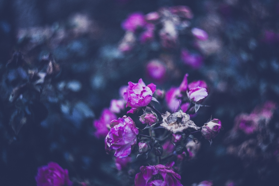 Nature branch blossom bokeh