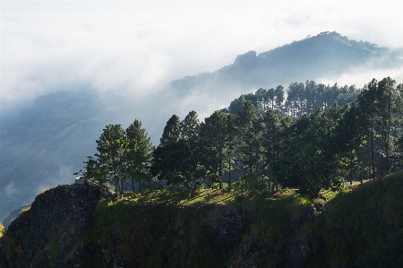 Foto Lanskap pohon alam hutan