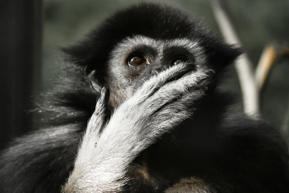 手 動物 野生動物 動物園