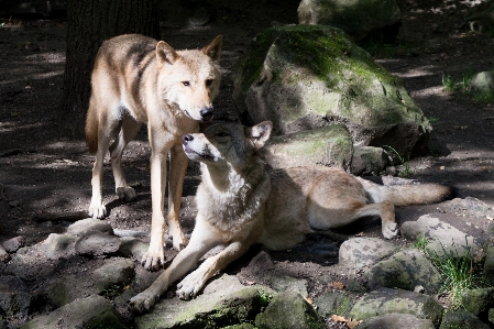 Nature wildlife wild zoo Photo