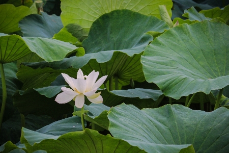 Plant leaf flower green Photo