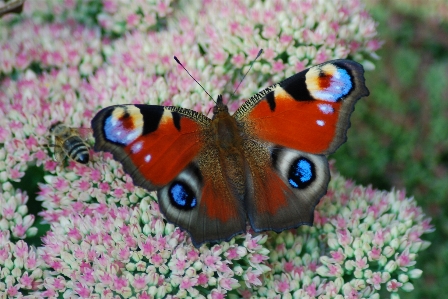 Foto Natureza flor inseto mariposa