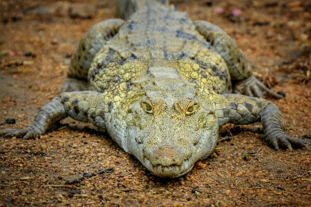 Foto Margasatwa afrika kodok reptil