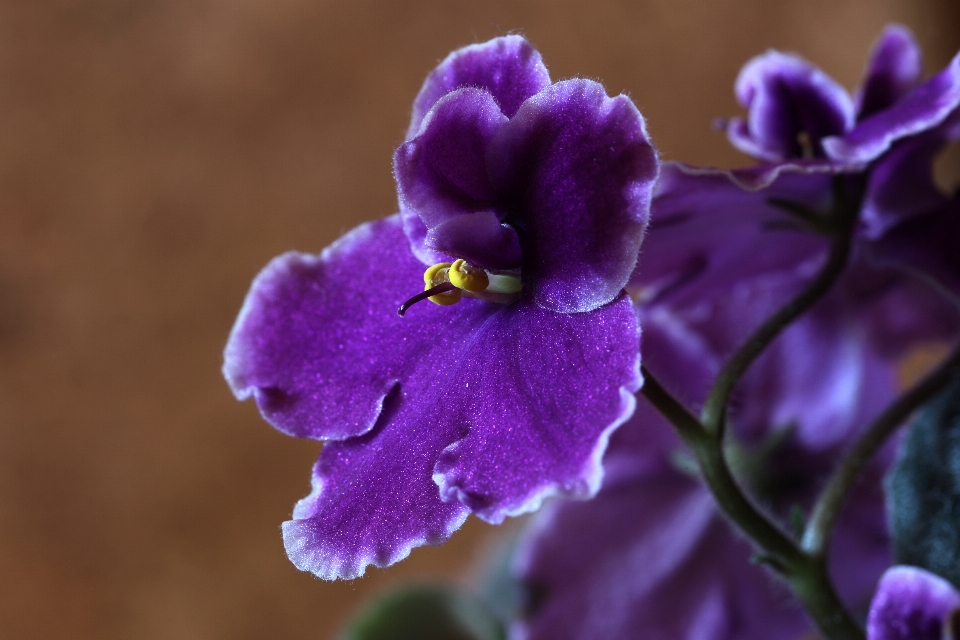 Florecer planta fotografía flor