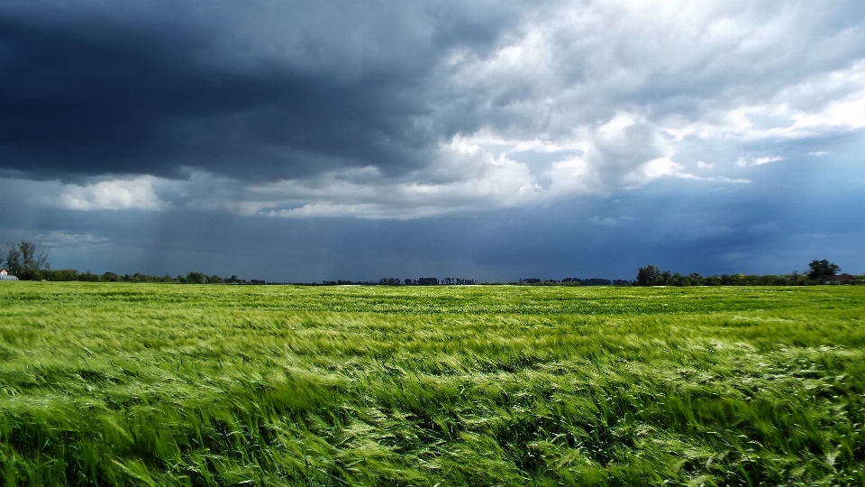 Landscape nature grass horizon