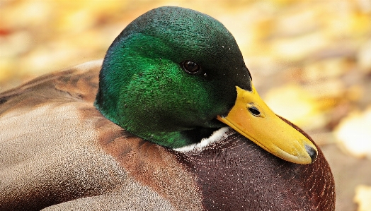 自然 鳥 動物 男 写真