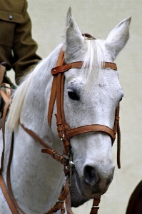 White soldier horse bay Photo