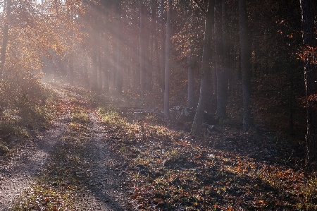 Tree nature forest wilderness Photo