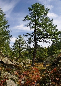 Landscape tree nature forest Photo