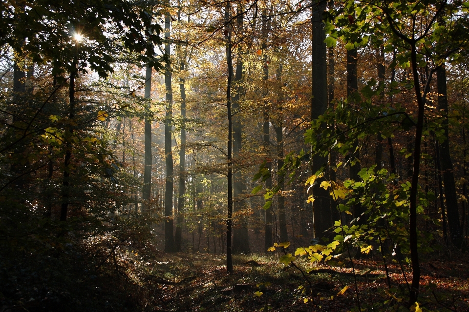 Tree nature forest wilderness