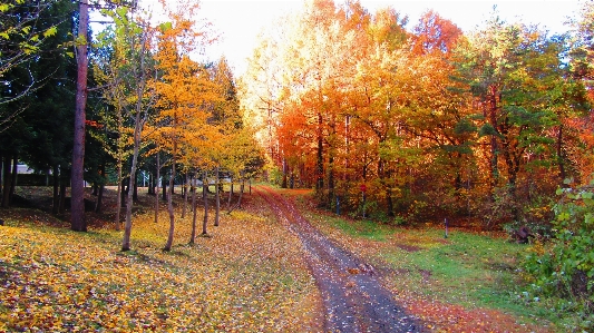 Landscape tree forest mountain Photo