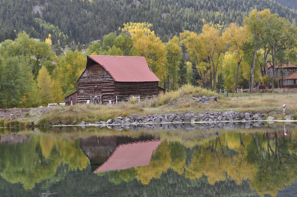 Krajobraz drzewo natura bagno
