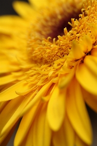 Foto Natureza plantar fotografia flor