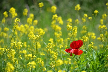 Bildschirm gras ozean anlage Foto