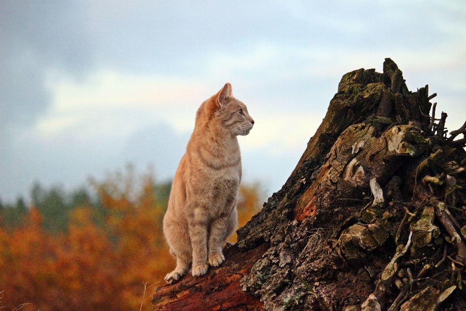 Natur rock tierwelt kätzchen