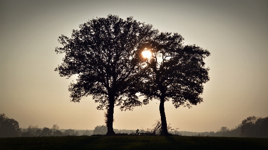 Foto Paisagem árvore natureza filial