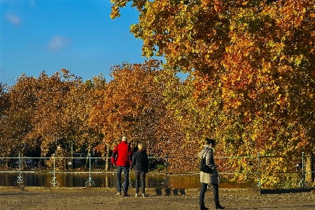 Landscape tree nature plant Photo