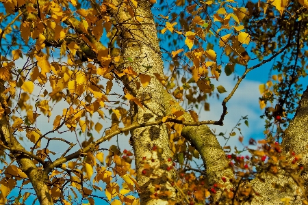 Tree nature forest branch Photo