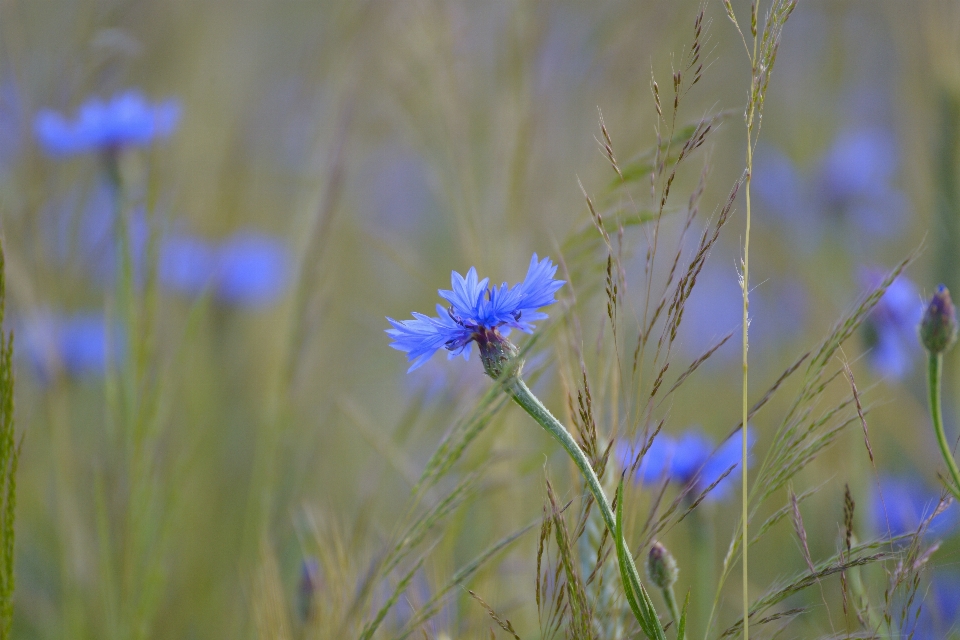 Natura erba fiore pianta