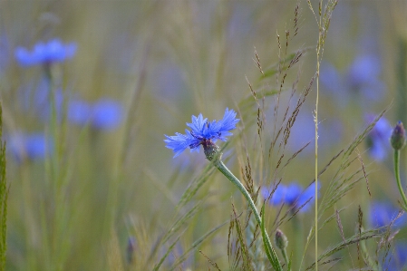 自然 草 花 植物 写真