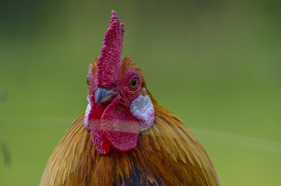 Uccello ala fiore becco