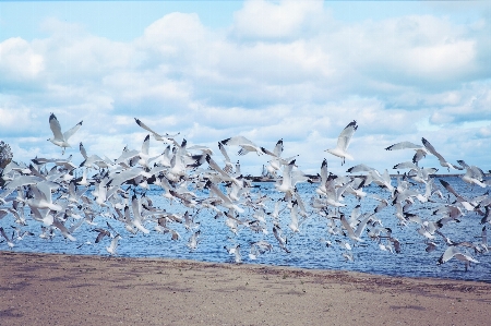 ビーチ 海 自然 海洋 写真