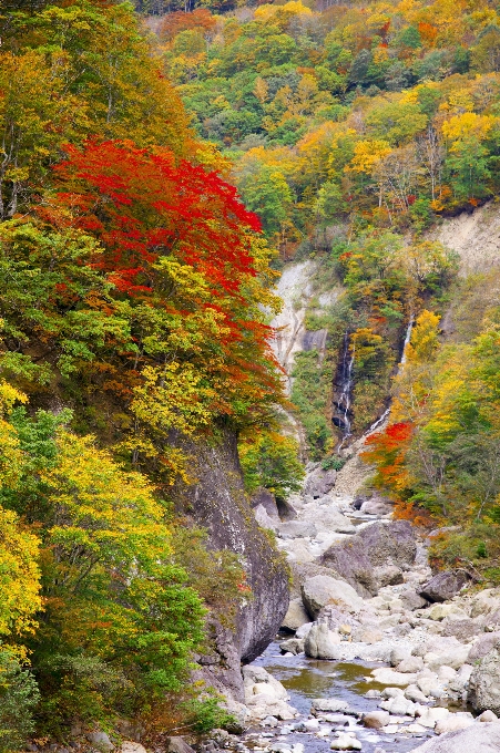 Paisagem árvore floresta cachoeira