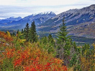 Landscape tree nature forest Photo