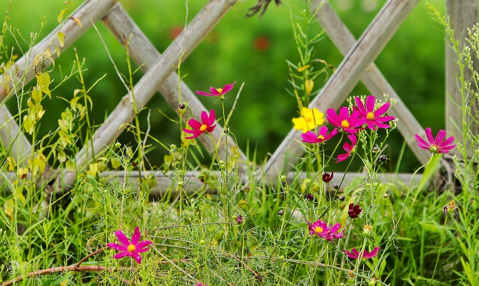 Erba fiore recinzione pianta