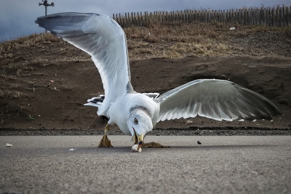 Pantai lanskap burung sayap