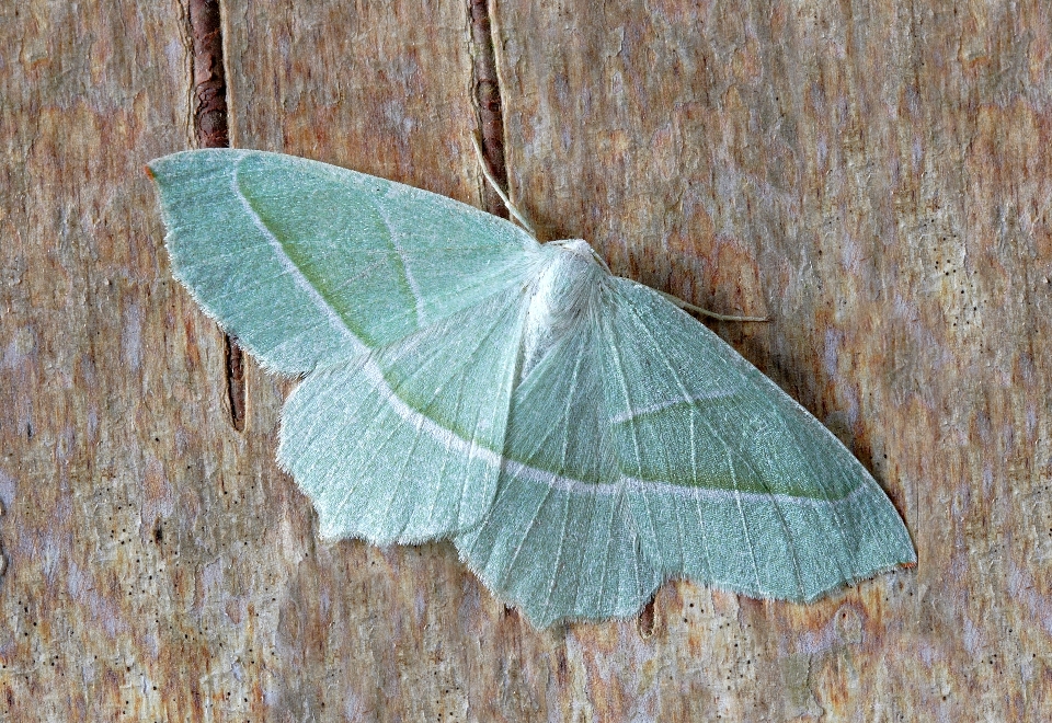 Sayap daun hijau serangga