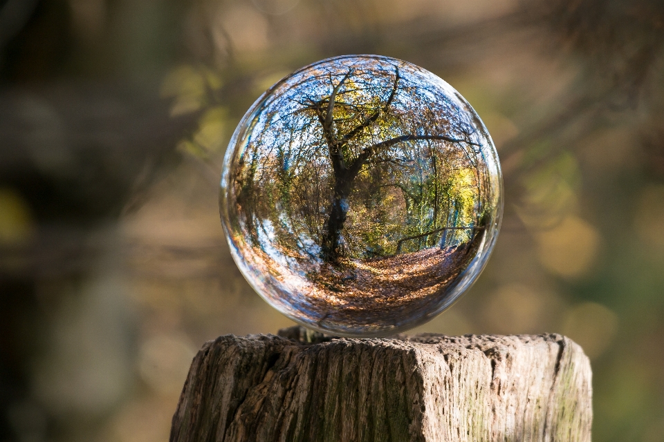 Albero acqua natura foresta