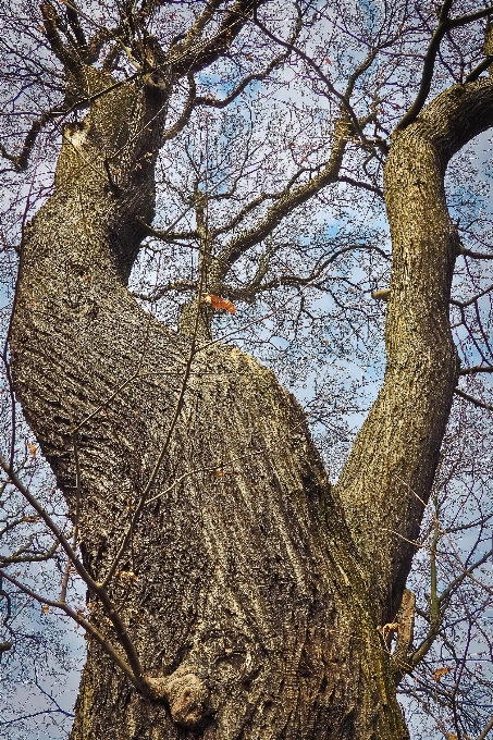 Paesaggio albero natura foresta