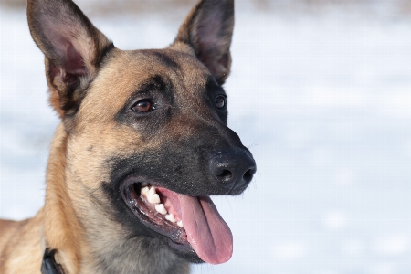 Foto Anjing satwa peliharaan mamalia