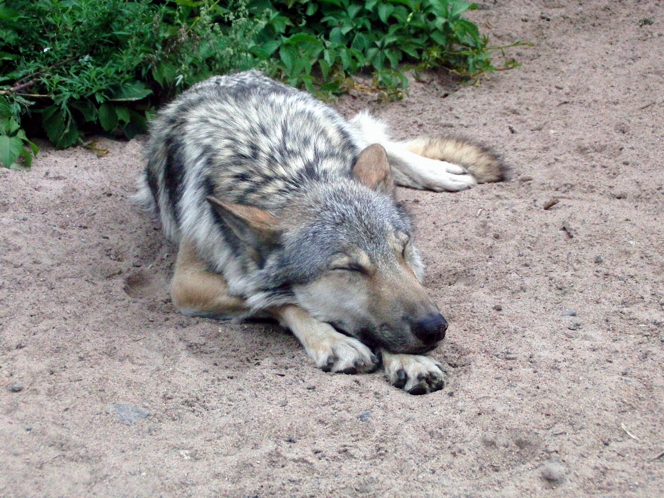 Sabbia animale animali selvatici zoo