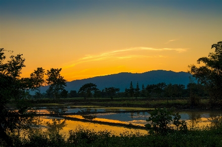 風景 木 水 自然 写真