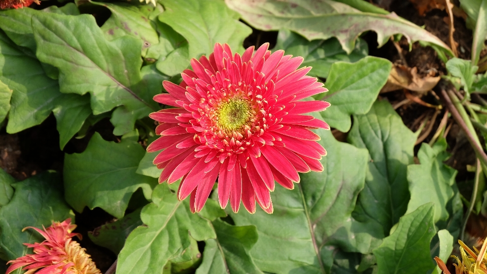 Planta flor pétalo primavera