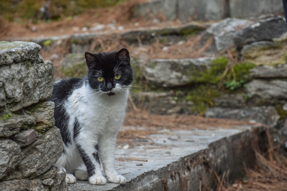 Silhueta animal bonitinho sozinho