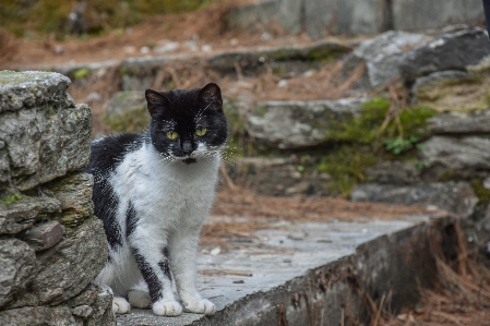 Foto Bayangan hitam satwa imut-imut sendiri