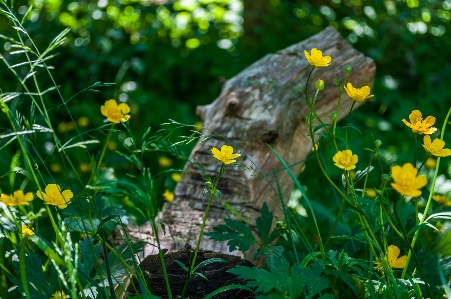 Nature forest grass plant Photo