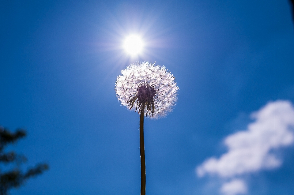 Natureza nuvem plantar céu