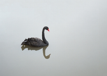 Foto Acqua natura uccello ala