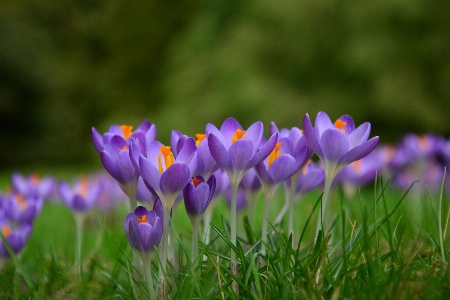 Nature grass blossom plant Photo