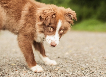 Foto Anak anjing peliharaan mamalia