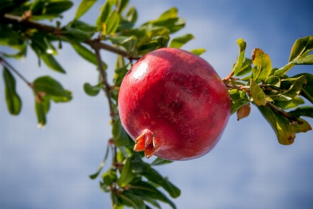 Apple 木 ブランチ 花 写真