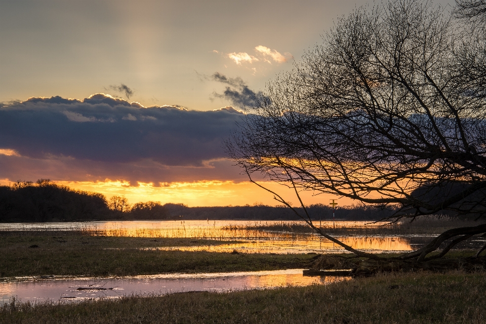 пейзаж море дерево вода