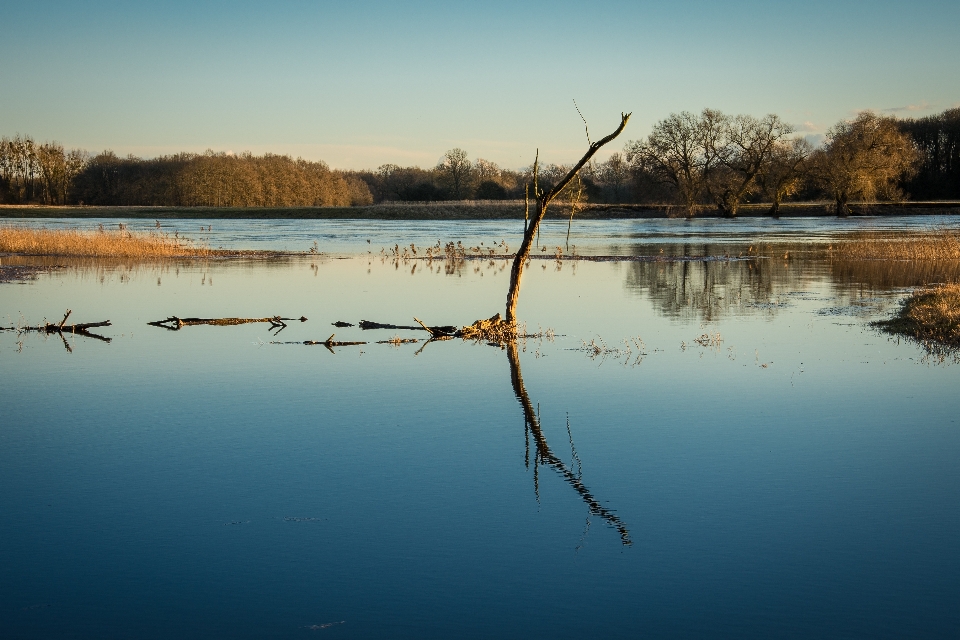 Landscape tree water nature