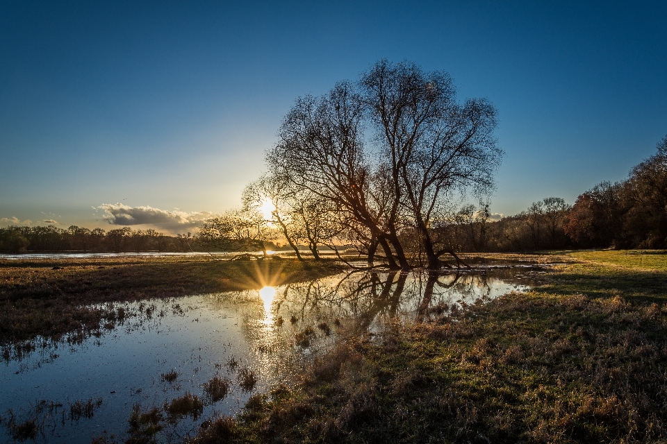 Landscape tree water nature