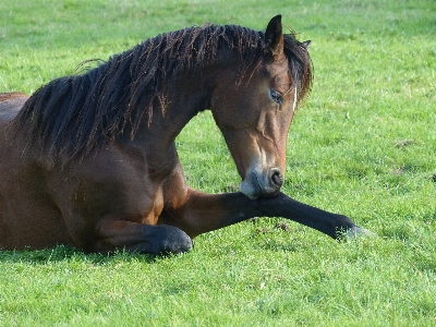 Grass meadow pasture grazing Photo