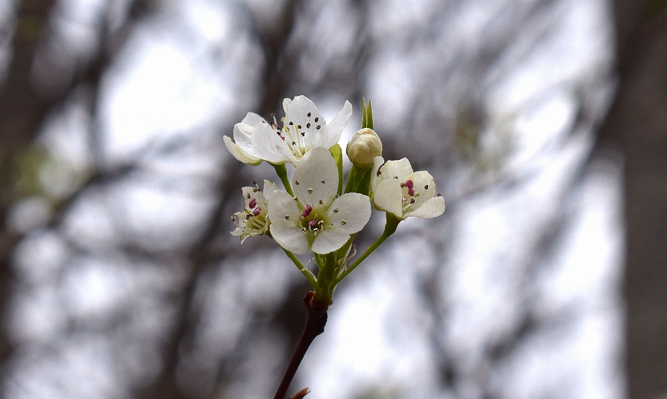 Tree nature branch blossom